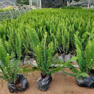 排骨草盆栽與園林綠化工程 腎蕨基地直供的優勢