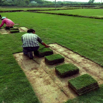 冷季型綠植剪股穎在太倉別墅庭院綠化工程中的高成活率應(yīng)用