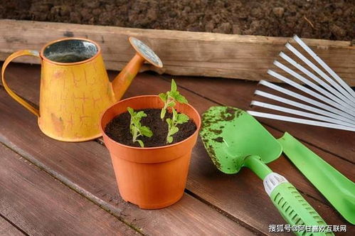 阿甘與互聯(lián)網(wǎng) 園林綠化工程的個人展示平臺