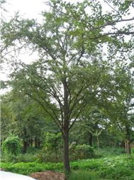 徐州市易為春園林綠化工程 生態與美學的完美融合