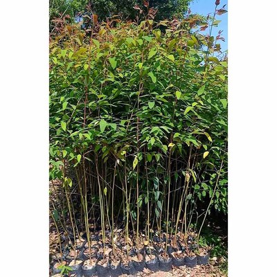 桉樹苗與綠化工程 推動生態建設的綠色引擎