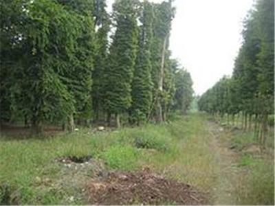 四川萬鼎園林綠化工程——打造綠色生態的專業力量