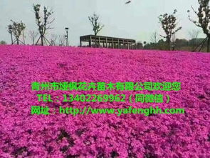 青州花卉苗木 三葉委陵菜營養(yǎng)杯苗，廠家直供助力園林綠化工程