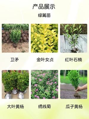 無刺構(gòu)骨 四季常綠，打造高品質(zhì)小區(qū)園林綠化造景